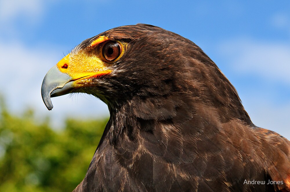 harris-hawk-south-east-bird-of-prey-centre-county-wexford-ireland