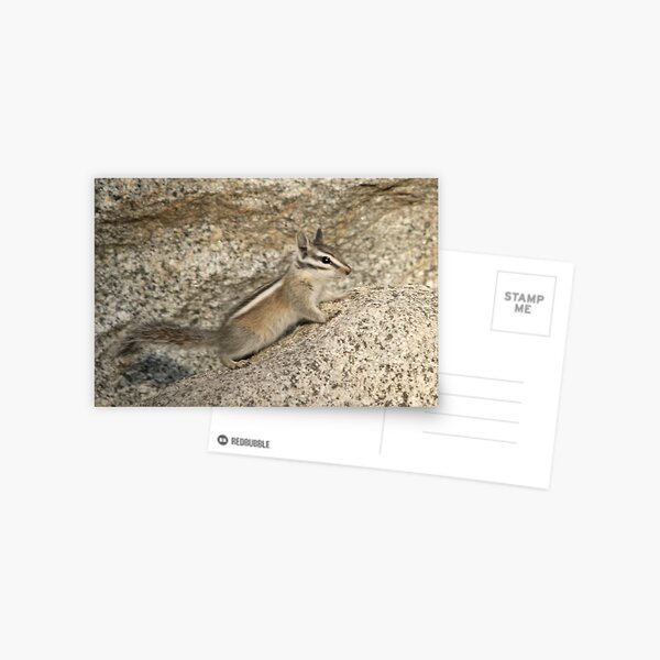 Chipmunk rock Postcard