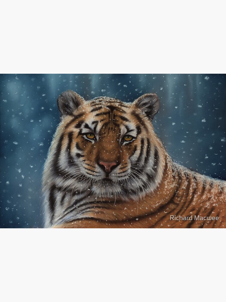 Tiger in the Snow by richardmacwee