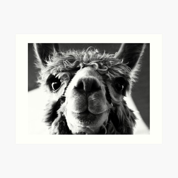 Say Cheese and Smile Pretty! Art Print