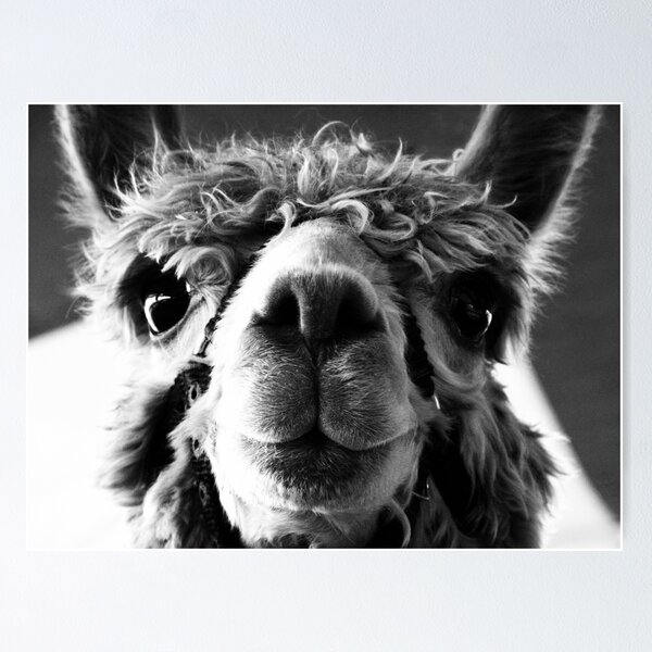 Item preview, Say Cheese and Smile Pretty! designed and sold by Marcia Rubin.