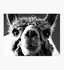 Say Cheese and Smile Pretty! Photographic Print