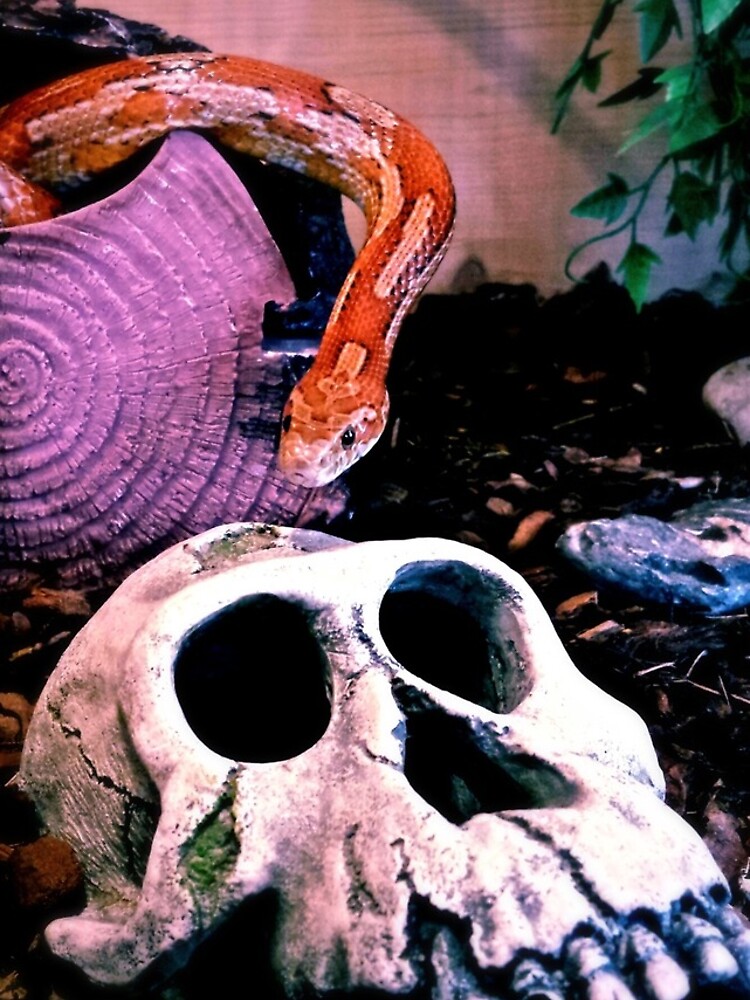 Snake or Skull von churer