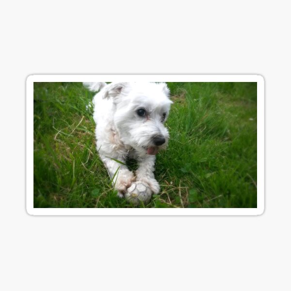 Snoopy wants to play Sticker