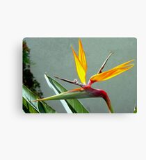 Golden bird Canvas Print