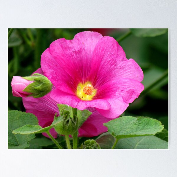 Item preview, Pink Hollyhock designed and sold by Shiju Sugunan.