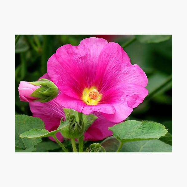 Item preview, Pink Hollyhock designed and sold by Shiju Sugunan.