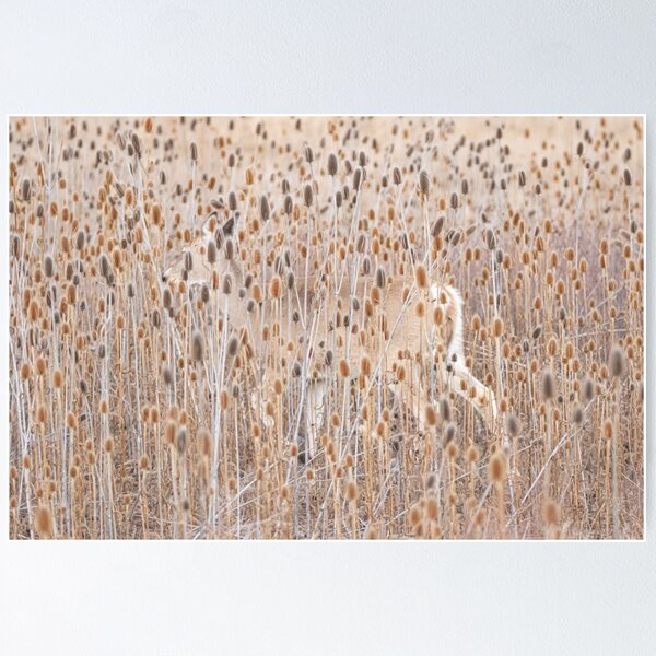Deer in the Teaselburs Poster