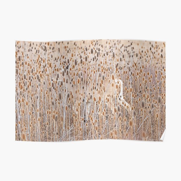 Deer in the Teaselburs Poster