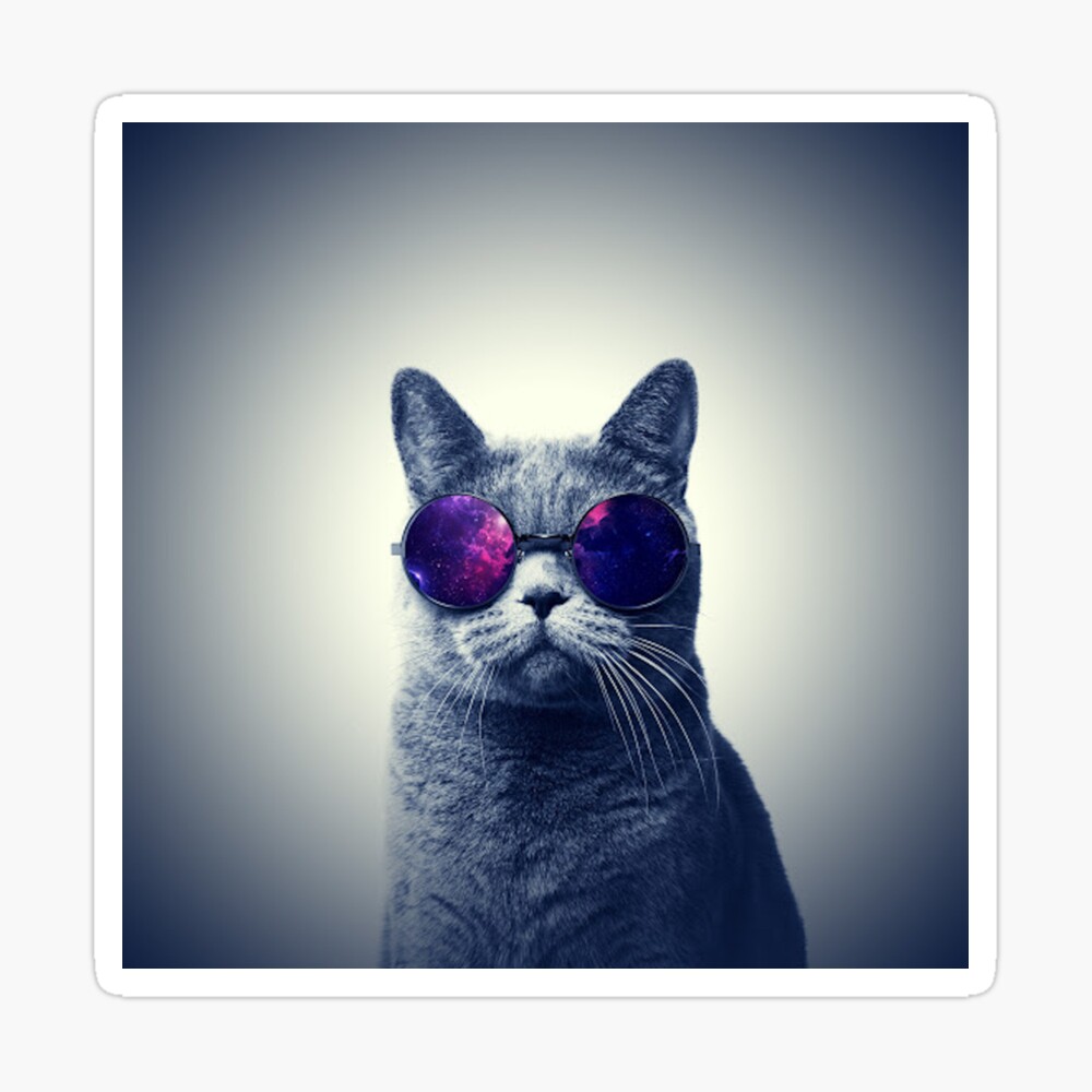 cat sunglasses, Article posted by Looksbydea