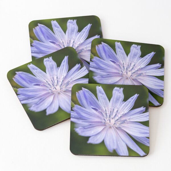 Item preview, Blue chicory flower designed and sold by lena-maximova.