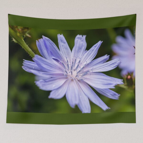 Item preview, Blue chicory flower designed and sold by lena-maximova.