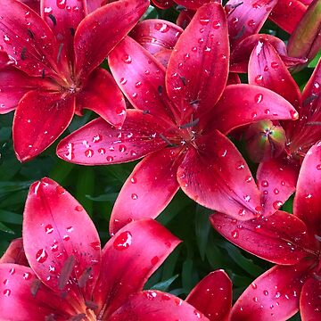 Artwork thumbnail, Raindrop Flowers by KatieWagner29