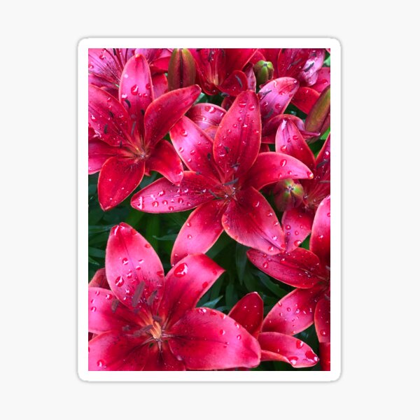 Raindrop Flowers Sticker