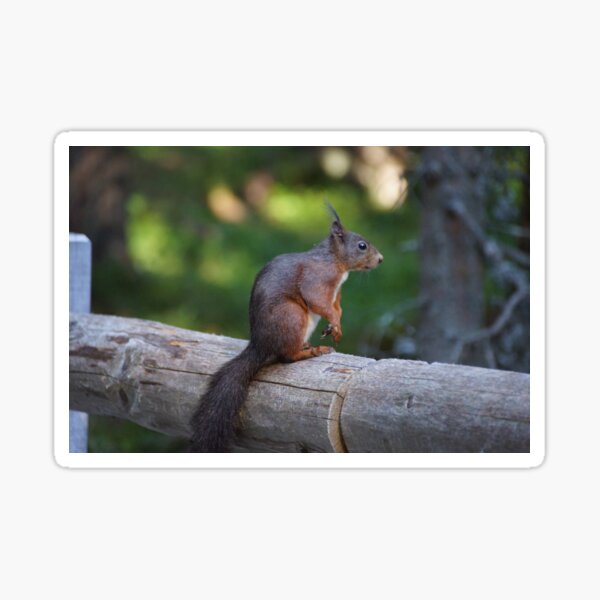 squirrel Sticker