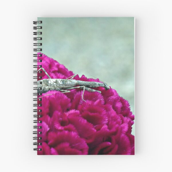 Item preview, Praying Mantis on Cockcomb designed and sold by Frankie Cat Photography.