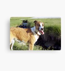 Our pal Mango Canvas Print