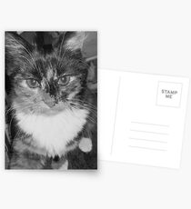 "Im so fluffy! Im so fluffy!" Postcards