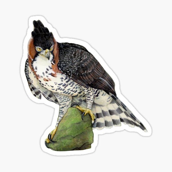 Item preview, Ornate Hawk Eagle designed and sold by Corvola Creations.
