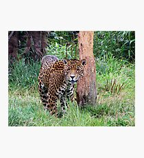 Jaguar Fotodruck