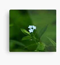 Forget-Me-Nots - Myosotis scorpioides Metal Print