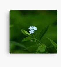 Forget-Me-Nots - Myosotis scorpioides Canvas Print