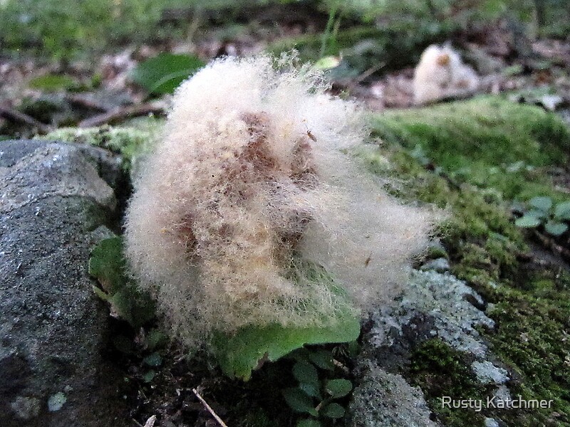 fuzzy-wuzzy-was-a-mushroom-by-rusty-helen-valenza-redbubble