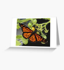 Beautiful Monarch Butterfly Greeting Card
