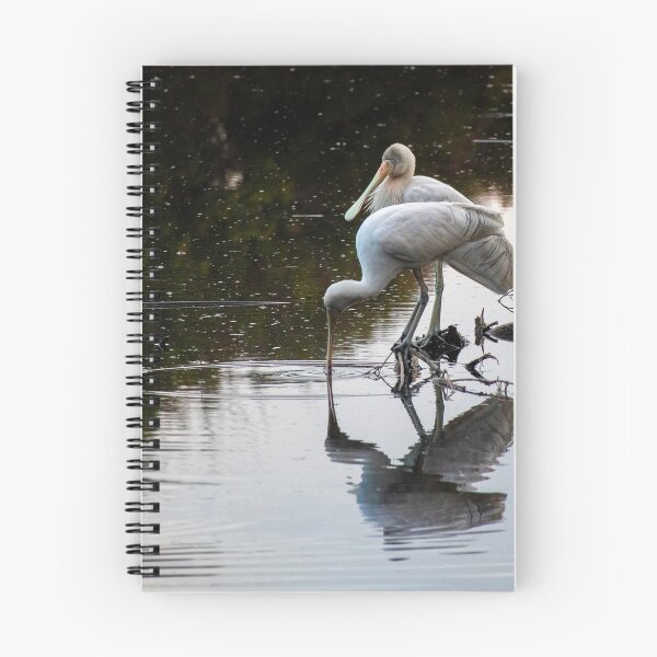 Item preview, Two Yellow-billed Spoonbill   (Platalea flavipes) designed and sold by DPalmer.