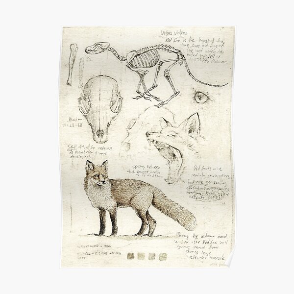 Vulpes Vulpes Poster