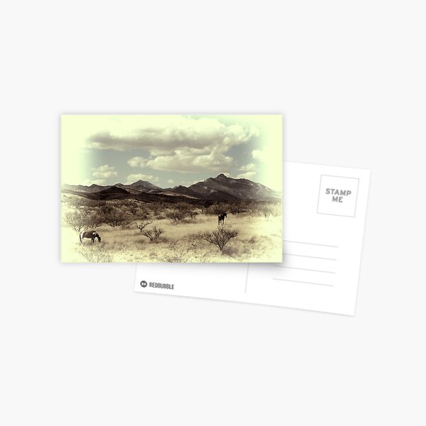 Open Range Postcard