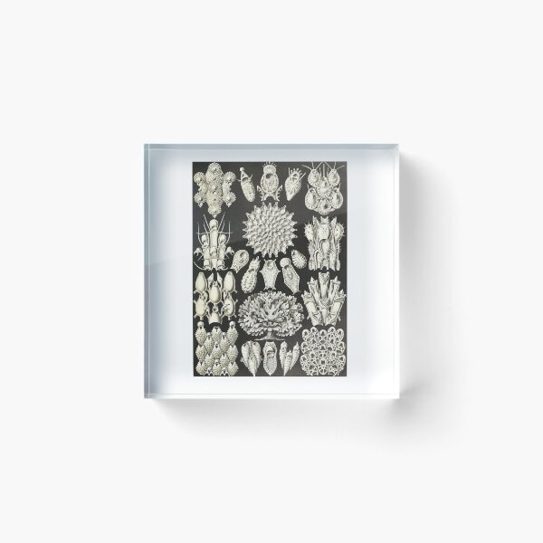Item preview, Underwater designed and sold by Cariboo Design.