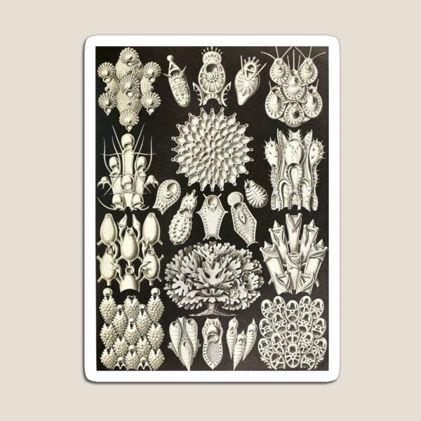 Item preview, Underwater designed and sold by Cariboo Design.