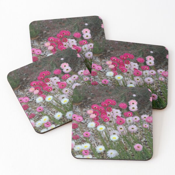 Item preview, Everlasting daisies, Western Australia wildflowers designed and sold by FranWest.