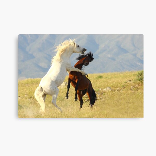 Ruckus Canvas Print