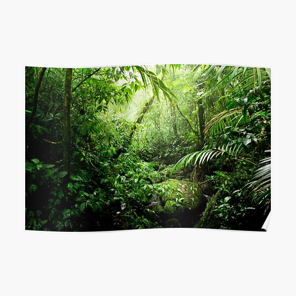 Warm Glow Rainforest Creek Poster