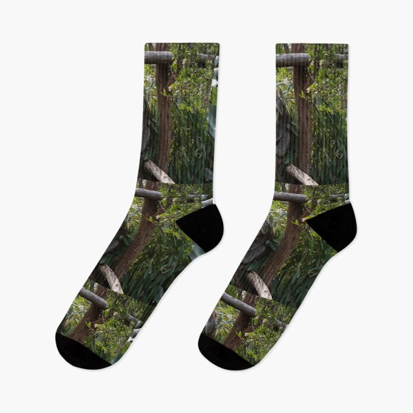 Item preview, Koala at Koala Reserve, Phillip Island, Victoria, Australia designed and sold by Dreamscape Eclectic .