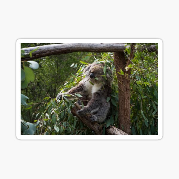 Koala at Koala Reserve, Phillip Island, Victoria, Australia Sticker