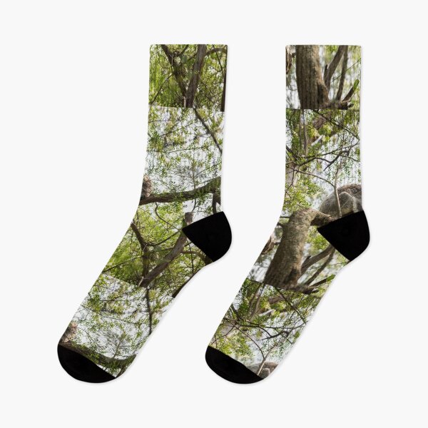 Item preview, Koala at Koala Reserve, Phillip Island, Victoria, Australia designed and sold by Dreamscape Eclectic .
