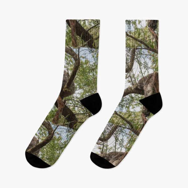 Item preview,   Koala at Koala Reserve, Phillip Island, Victoria, Australia designed and sold by Dreamscape Eclectic .