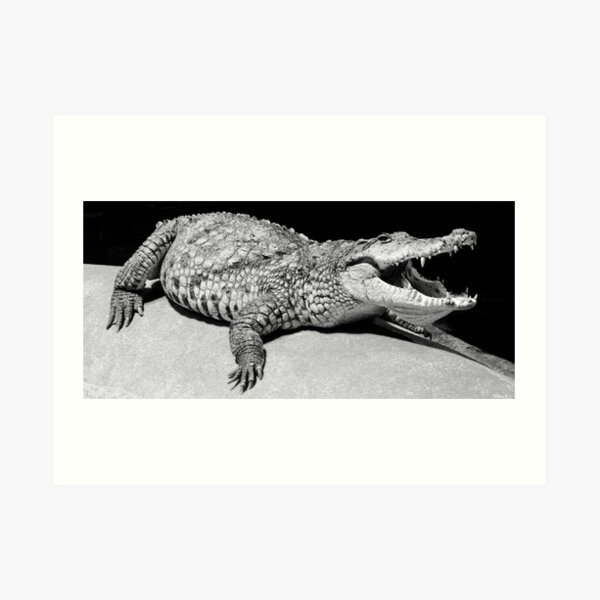 Aligator in Dublin Zoo Art Print