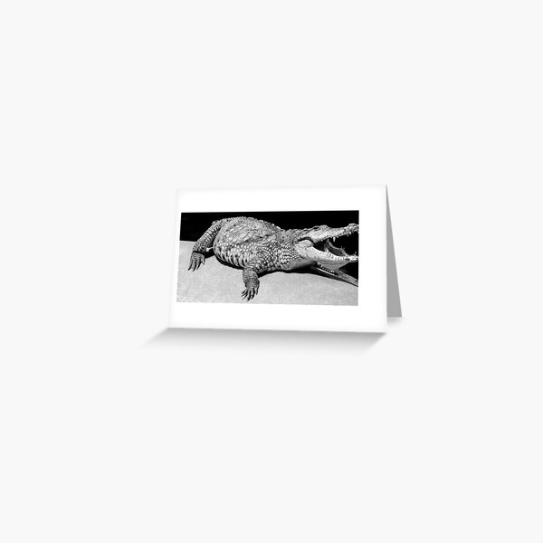 Artikel-Vorschau von Aligator in Dublin Zoo, designt und verkauft von Dave  Kennedy.