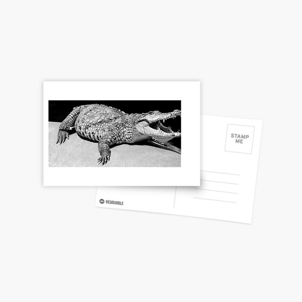 Aligator in Dublin Zoo Postcard