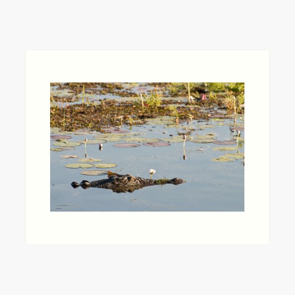 Lurking Art Print