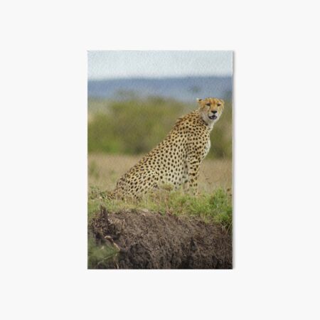 Cheetah in the Masai Mara Kenya Art Board Print