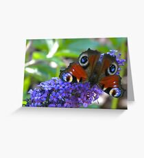 Butterfly - Schmetterling Greeting Card