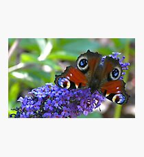 Butterfly - Schmetterling Photographic Print