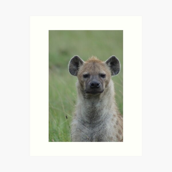 A grumpy Hyena Art Print