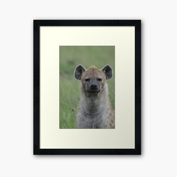 A grumpy Hyena Framed Art Print