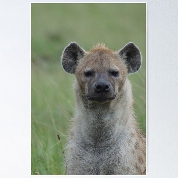 A grumpy Hyena Poster